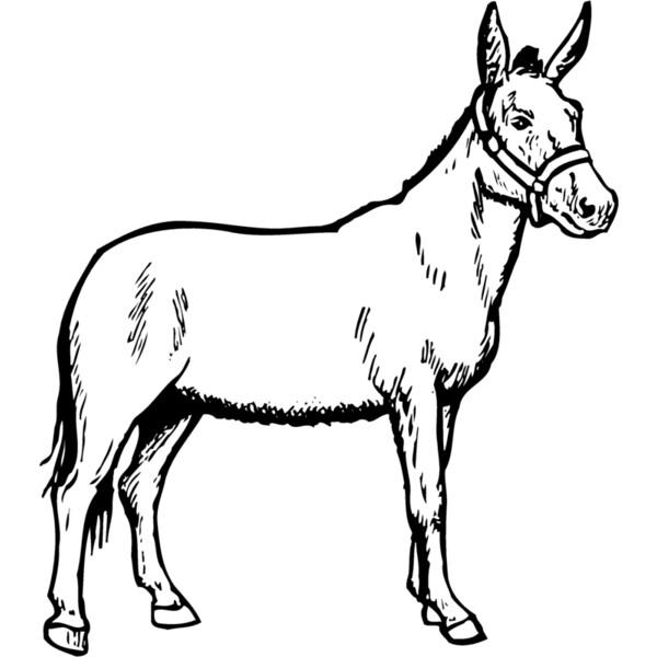 BURRO002 Thumbnail