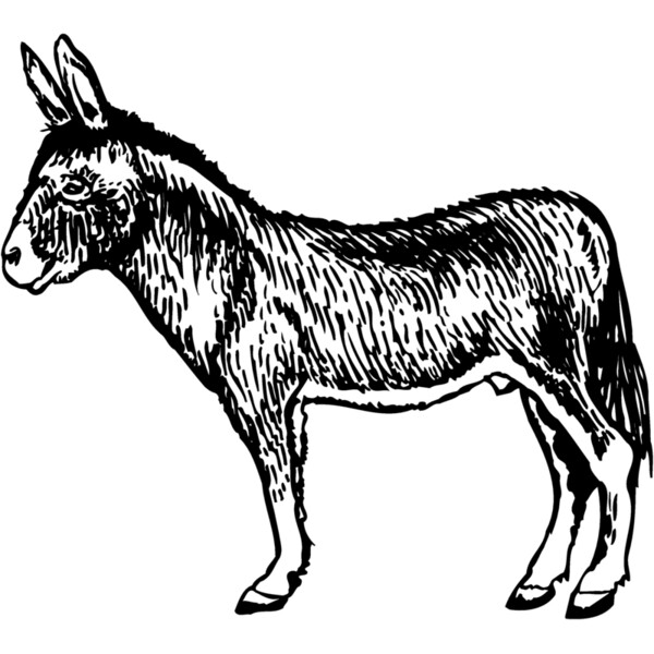 BURRO004 Thumbnail