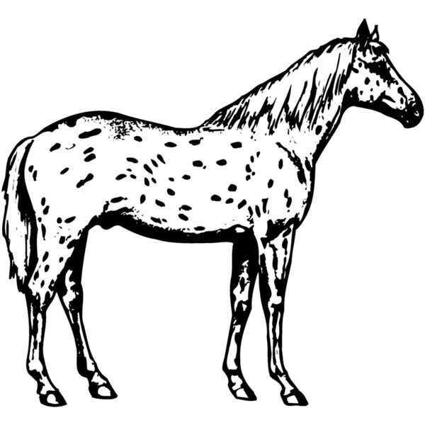 HORSE015 Thumbnail