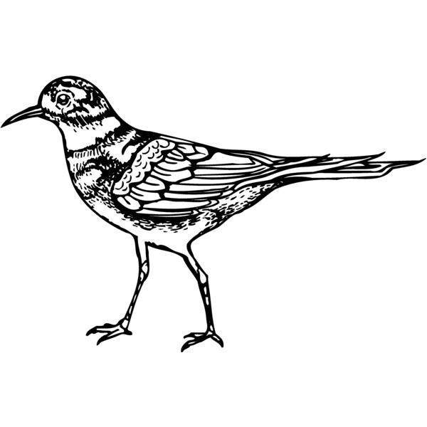 BIRD007 Thumbnail