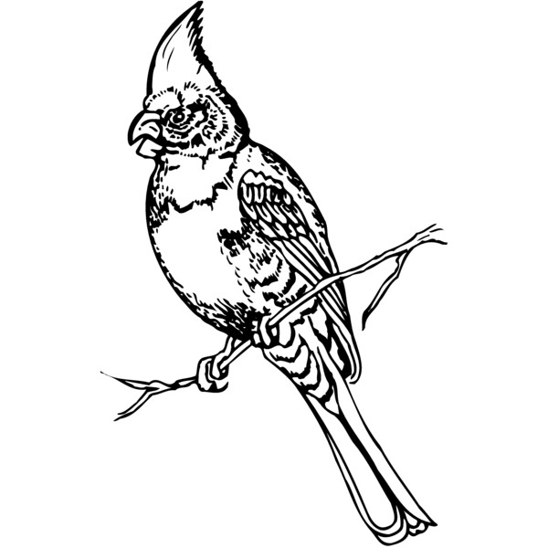 BIRD008 Thumbnail