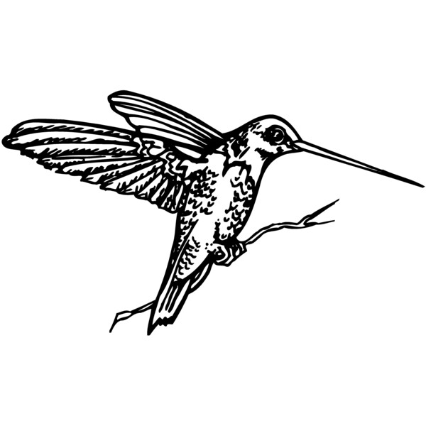 BIRD033 Thumbnail