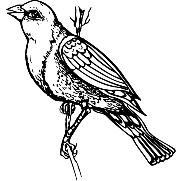 BIRD043 Thumbnail