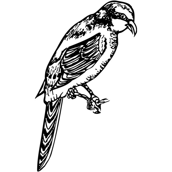 BIRD053 Thumbnail