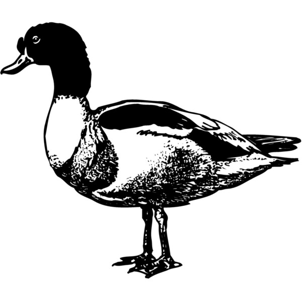 BIRD090 Thumbnail