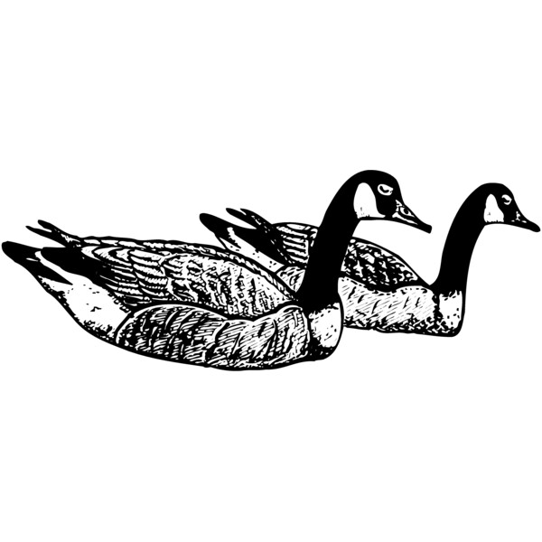 BIRD100 Thumbnail