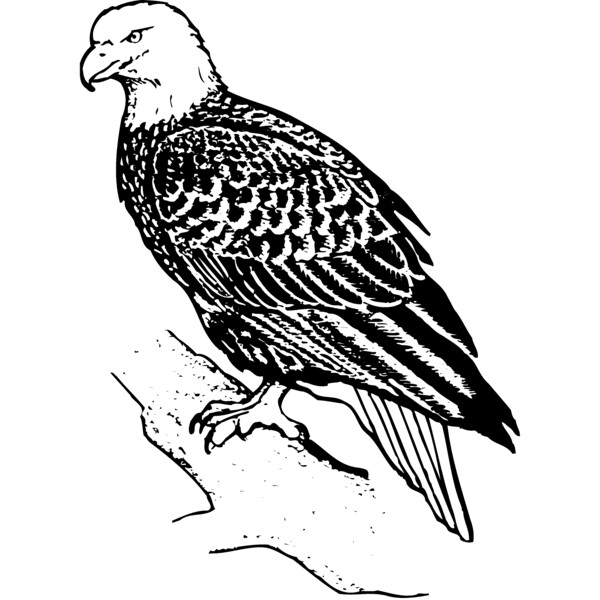EAGLE021 Thumbnail
