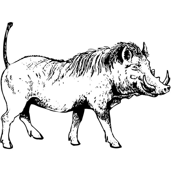 BOAR0002 Thumbnail