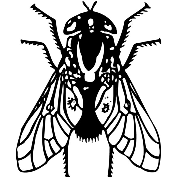 FLY02 Thumbnail