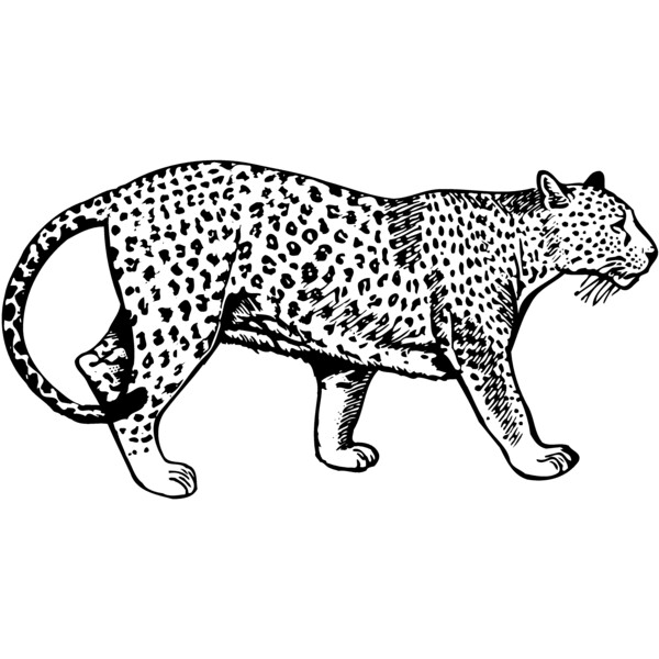 LEOPARD1 Thumbnail
