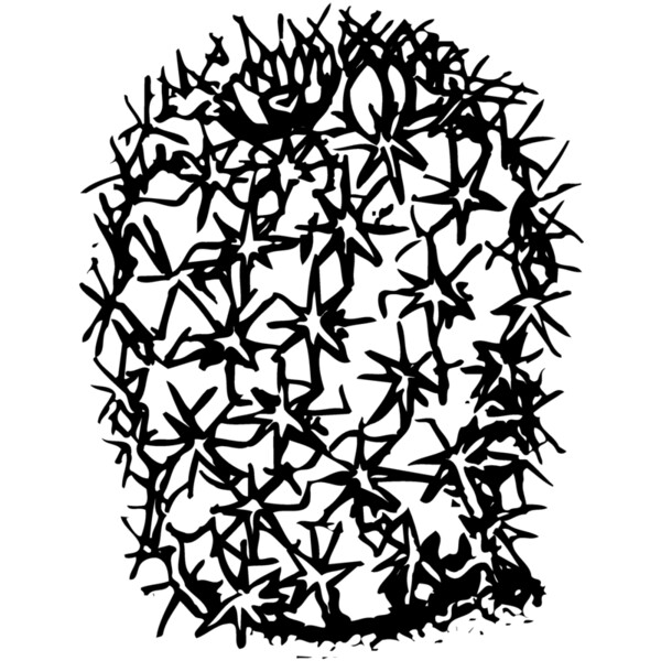CACTUS15 Thumbnail