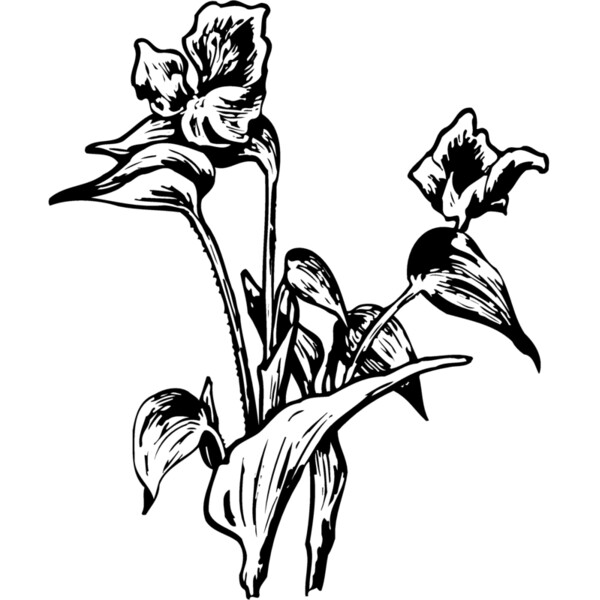 FLOWER30 Thumbnail