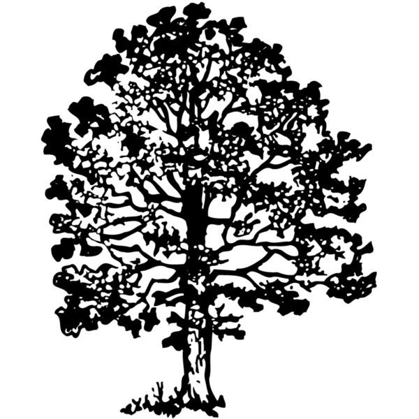 TREE0016 Thumbnail